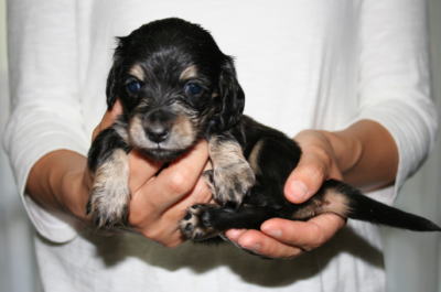 ミニチュアダックスブラッククリーム子犬メス、生後1ヶ月画像