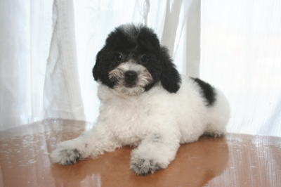 トイプードル白黒パーティーカラー（ホワイト＆ブラック）の子犬オス、生後2ヶ月半画像
