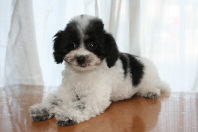 トイプードル白黒パーティーカラー（ホワイト＆ブラック）の子犬オス、生後2ヶ月半画像