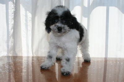 トイプードル白黒パーティーカラー（ホワイト＆ブラック）の子犬メス、生後2ヶ月半画像