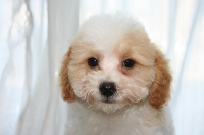 トイプードルホワイト＆レッドパーティーカラーの子犬オス、生後2ヶ月半画像