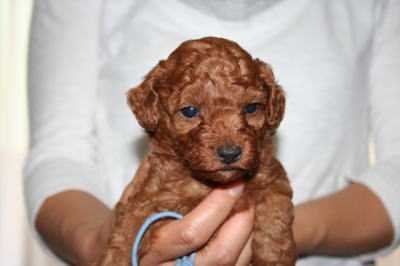 トイプードルレッドの子犬オス、生後1ヶ月画像