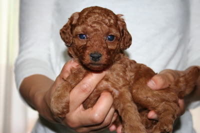 トイプードルレッドの子犬メス、生後1ヶ月画像