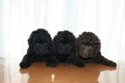 トイプードルブラック（黒色）ブラウンの子犬オス、生後50日画像