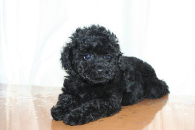 トイプードルブラック（黒色）の子犬オス、生後50日画像