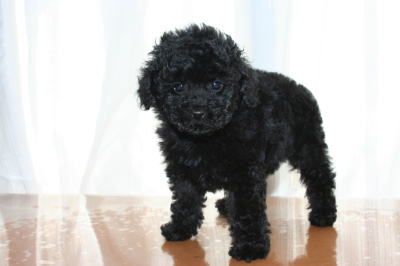 トイプードルブラック（黒色）の子犬オス、生後50日画像
