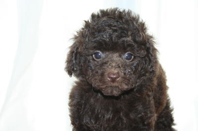 トイプードルブラウンの子犬オス、生後50日画像
