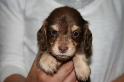 ミニチュアダックスチョコクリームの子犬オス、生後5週画像