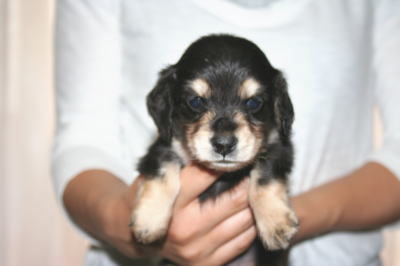 ミニチュアダックスブラッククリームの子犬オス、生後5週画像