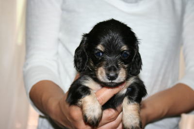 ミニチュアダックスブラッククリームの子犬メス、生後5週画像