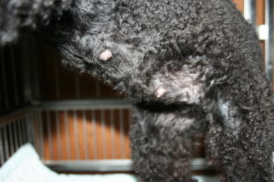 トイプードルブラック(黒色)成犬画像