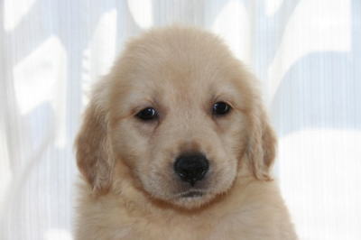 ゴールデンレトリバーの子犬オス、生後45日画像