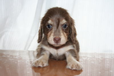 ミニチュアダックスチョコクリームの子犬オス、生後6週画像