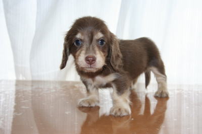ミニチュアダックスチョコクリームの子犬オス、生後6週画像