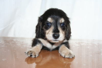ミニチュアダックスブラッククリームの子犬オス、生後6週画像