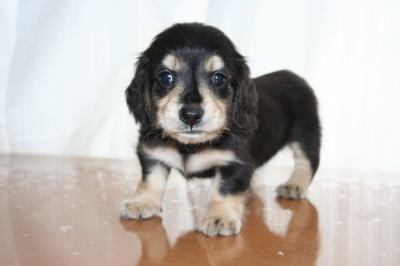 ミニチュアダックスブラッククリームの子犬オス、生後6週画像