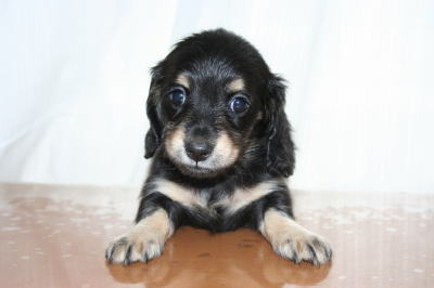 ミニチュアダックスブラッククリームの子犬メス、生後6週画像