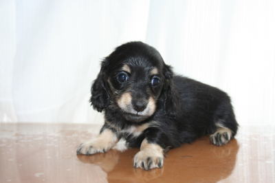 ミニチュアダックスブラッククリームの子犬メス、生後6週画像