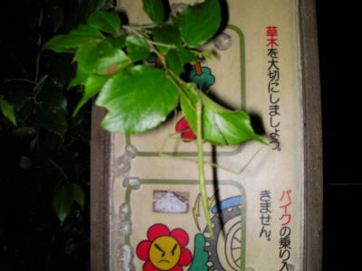 千葉県市川市動植物園ナナフシ画像