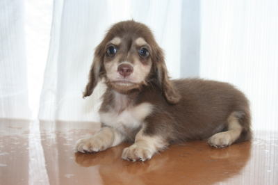 ミニチュアダックスチョコクリームの子犬オス、生後50日画像