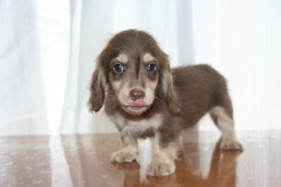 ミニチュアダックスチョコクリームの子犬オス、生後50日画像