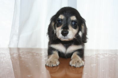 ミニチュアダックスブラッククリームの子犬オス、生後50日画像