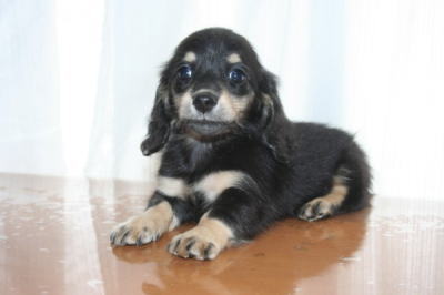 ミニチュアダックスブラッククリームの子犬メス、生後50日画像