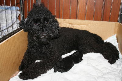 トイプードルブラック(黒色)の子犬オス、生後2週間画像