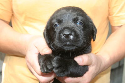 黒ラブ(ラブラドールブラック)の子犬オス、生後1ヶ月弱画像