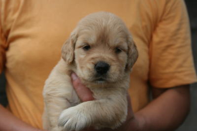 ゴールデンレトリバーの子犬メス、生後1ヶ月弱画像