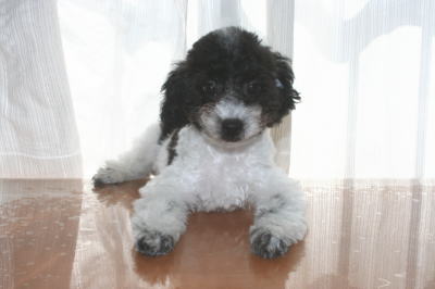 トイプードル白黒パーティーカラーの子犬オス、生後3ヶ月画像
