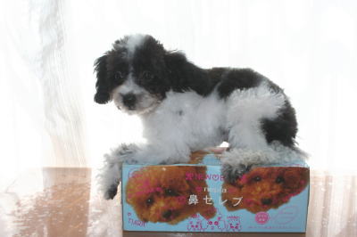 トイプードル白黒パーティーカラーの子犬オス、生後3ヶ月画像