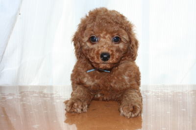 トイプードルレッドの子犬オス、生後50日画像