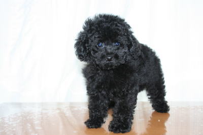 トイプードルブラック（黒色）の子犬オス、生後２ヶ月画像