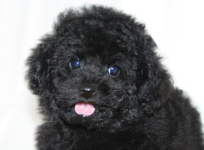 トイプードルブラック（黒色）の子犬オス、生後２ヶ月画像