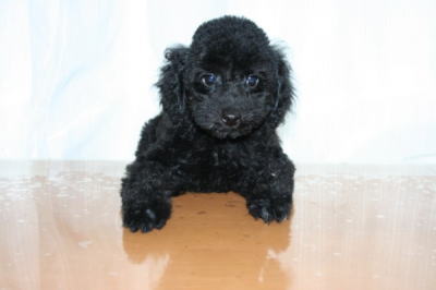 トイプードルブラック(黒色)の子犬オス、生後2ヶ月画像