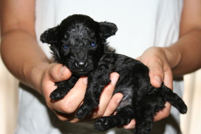 トイプードルブラック(黒色)の子犬オス、生後3週間画像