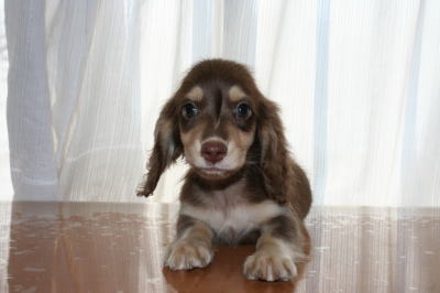 ミニチュアダックスチョコクリームの子犬オス、生後2ヶ月画像