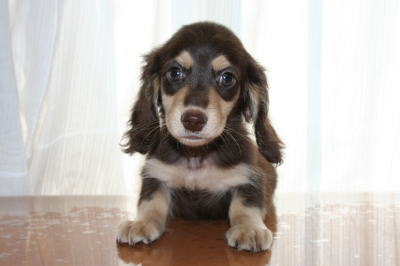 ミニチュアダックスチョコクリームの子犬オス、生後2ヶ月画像
