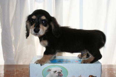 ミニチュアダックスブラッククリームの子犬オス、生後2ヶ月画像