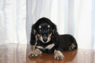 ミニチュアダックスブラッククリームの子犬メス、生後2ヶ月画像