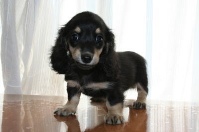 ミニチュアダックスブラッククリームの子犬メス、生後2ヶ月画像