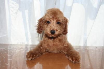 トイプードルレッドの子犬オス、生後2ヵ月半画像