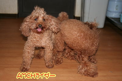 トイプードルレッド犬の交配AMCHライダー画像