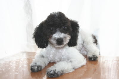 トイプードル白黒パーティー（ホワイト＆ブラック）の子犬オス、生後4ヶ月画像