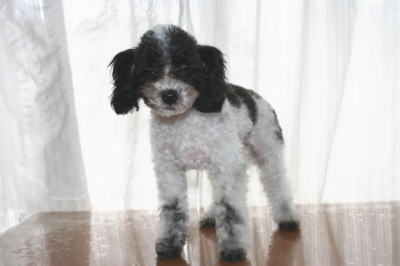 トイプードル白黒パーティー（ホワイト＆ブラック）の子犬オス、生後4ヶ月画像