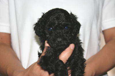 トイプードルブラック(黒色)の子犬オス、生後5週画像