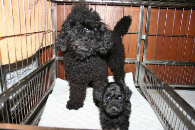 トイプードルブラック(黒色)の子犬オス、生後5週画像