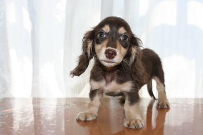 ミニチュアダックスチョコクリームの子犬オス、生後2ヵ月半画像