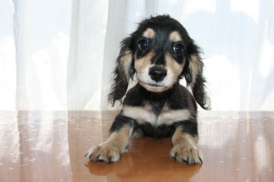 ミニチュアダックスブラッククリームの子犬オス、生後2ヵ月半画像